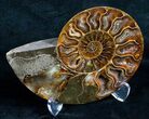 Beautiful Split Ammonite (Half) #5654-2